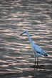 Wading Tricolored Heron Bird in the Water