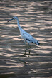 Side View of a Tricolored Heron in the Water