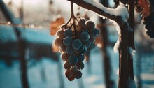 Freez Bunch Of Grapes At Winter Vertical
