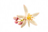 Fototapeta Dinusie - Lemon flower isolated on white background. Tangerine flower or orange flower.