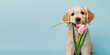 Cute little puppy dog with tulip flower in mouth on light blue background for Valentine's day or Mother's day or birthday card.