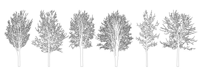 Bare trees contour, set. Beautiful leafless trees.  Vector illustration