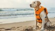A dog in a life jacket sits near the shore by the sea with space for text