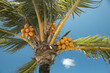 Coconut tree with green leaves and yellow coconuts, a symbol of tranquility and tropical beauty.
