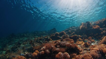 Wall Mural - Underwater view of the tropical sea and healthy coral reef with sun shining through the water