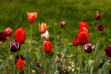 Wall Mural - red tulips in the garden