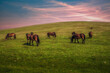 Horses grazing in a meadow