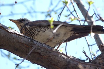 bird on a tree