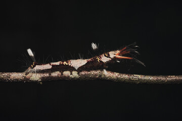 Wall Mural - moth genus kunugia a member of lappet moths family lasiocampidae