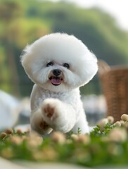 Wall Mural -  A happy Bichon Frise puppy in the grass