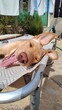 cute little puppy lying on a sunbed in the garden