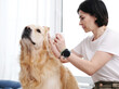 © Ievgen Skrypko - Woman Drips Drops Of Medicine In Ear Of Dog, Golden Retriever Treatment At Home