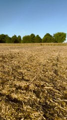 Poster - Harvested Agricultural Field. Autumn scene of a harvested corn or soybean field with fresh tracks from a combine in the soil. Blue morning skies and green leafy trees surround the scene.