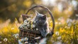 An adorable gray kitten curls up in a cozy basket adorned with a vibrant bouquet of daisies, nestled amidst verdant grass