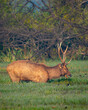 Wild male Sambar deer or rusa unicolor with big antlers long horns in natural scenic wetland in forest or national park of india