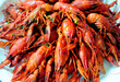 Big plate of tasty boiled red crawfish closeup on table, gourmet seafood dinner. Crayfish snack ready eat. Crawfish boil serving with green dill and leek. Cooked crayfish pile of crustacean for lunch