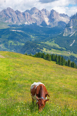 Canvas Print - Cow grazing on alps meadow in the dolomites