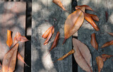 Fototapeta Storczyk - Dry leaves are golden and brown with sunlight, falling on wooden floor walkway