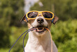 Dog wearing sunglasses holding leash to go for a walk on summer day