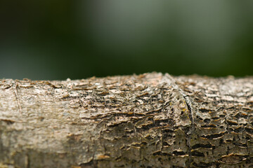 a fence post / stick with bark, gray background