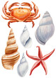 Seashells, crab, Starfish watercolor painting on isolated white background. Painted Aquatic illustration Underwater set