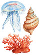 Seashell, jellyfish, coral watercolor on isolated white background. Painted Aquatic illustration clipart. Underwater set