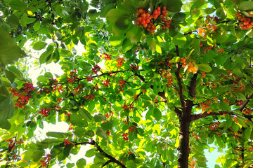 Cherries on the tree. Closeup of green sweet cherry tree branches with ripe juicy berries in garden.