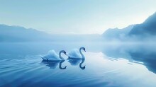 Swans In The Lake