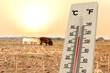 Extreme hot weather impact livestock and animal farm.