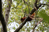 Fototapeta Storczyk - Reddish-brown squirrel eating some fruit on tree in the forest 