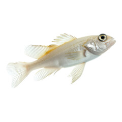 Wall Mural - White fish isolated on transparent background