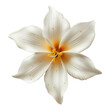 © posterpalette - White vanilla flower isolated on transparent background