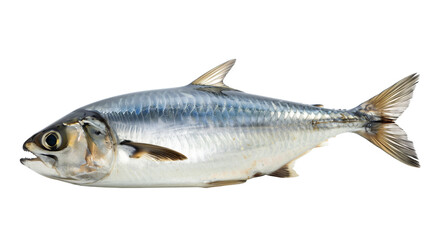 Canvas Print - Herring fresh seafood fish isolated on white background