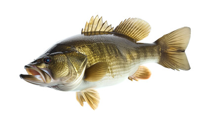 Wall Mural - Fresh largemouth fish seafood isolated on white background