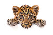 amur leopard cub peering with curiosity on white background for wildlife preservation. endangered species awareness