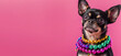 Funny dog wearing beads on a pink background with space for text