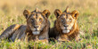 Majestic Lions roaming open range. African safari. Savannah. King. Powerful. Wildlife, habitat, nature reserve.