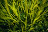 Fototapeta Miasto - green wheat field