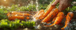Closeup of a farmer washing freshly harvested organic carrots the soil still clinging to them highlighting the natural and unprocessed quality