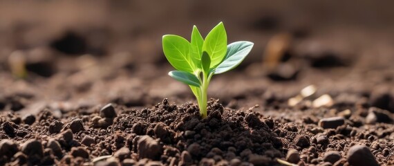 one young green sprout in the ground, closeup, banner