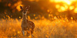 Small deer, fawn, in wheat field during sunset. Nature, wildlife, beauty.