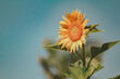 © Austockphoto - Vibrant single sunflower with blue sky background