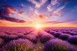 Lavender field landscape background backgrounds outdoors horizon