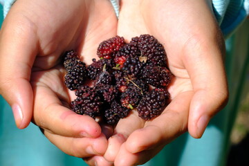 Wall Mural - mulberry fruit in girl's hand. fruit harvest.