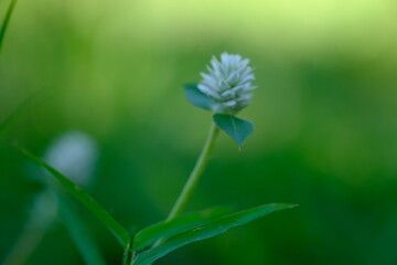 close up of weeds. alternanthera philoxeroides is Alligator weeds grow as wild shrubs on the ground. This image is suitable for background or wallpaper. macro photography. wild grass flowers.