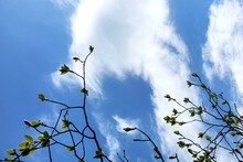 Bare Branches Of A Tree With Swollen Buds Against In The Blue Sky