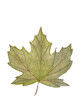 Maple leaf green, young and juicy, illustration.