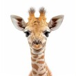 b'Close-up portrait of a baby giraffe'