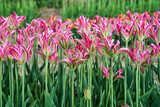 Fototapeta  - rows of colorful blooming tulip flowers in the spring garden