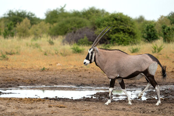 Poster - Oryx, African oryx, or gemsbok (Oryx gazella) searching for water and food in the dry Etosha National Park in Namibia